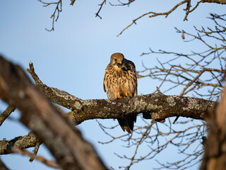 Turmfalke (Falco tinnunculus)