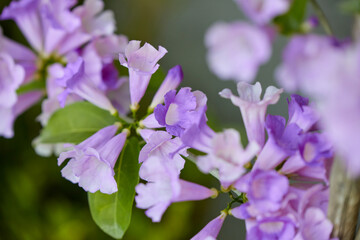 Close-up of purple Garlic vine flower blooming in garden
