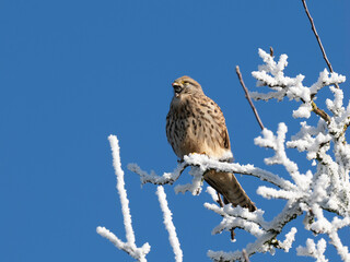 Turmfalke (Falco tinnunculus)