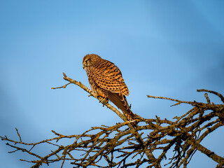 Turmfalke (Falco tinnunculus)
