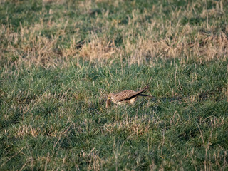 Turmfalke (Falco tinnunculus)
