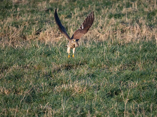 Turmfalke (Falco tinnunculus)