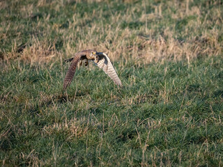 Turmfalke (Falco tinnunculus)