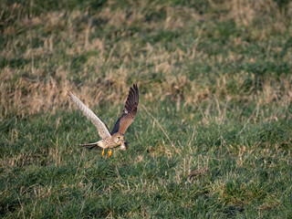 Turmfalke (Falco tinnunculus)