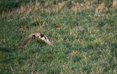 Turmfalke (Falco tinnunculus)