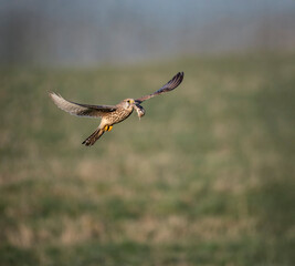 Turmfalke (Falco tinnunculus)