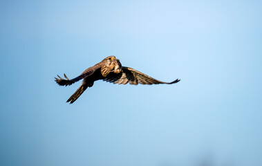Turmfalke (Falco tinnunculus)