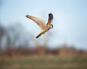 Turmfalke (Falco tinnunculus)