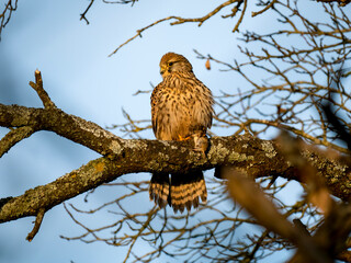Turmfalke (Falco tinnunculus)