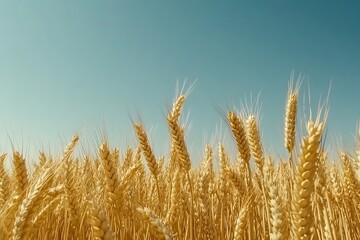 Fototapeta premium Close Up of Grain Heads A close up of ripe wheat or barley heads swaying in the wind glistening under sunlight 