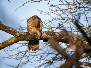 Turmfalke (Falco tinnunculus)