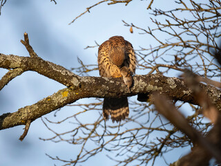 Turmfalke (Falco tinnunculus)
