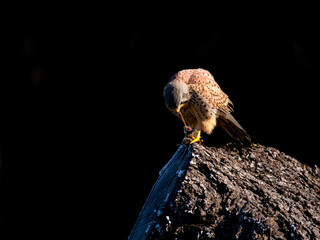 Turmfalke (Falco tinnunculus)