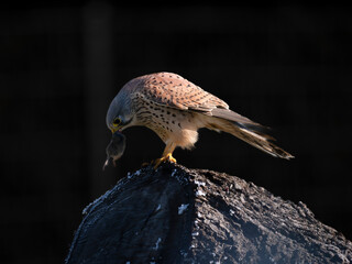 Turmfalke (Falco tinnunculus)