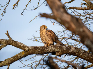 Turmfalke (Falco tinnunculus)