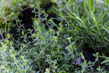 Herb plant in the garden
