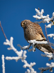 Turmfalke (Falco tinnunculus)