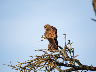 Turmfalke (Falco tinnunculus)