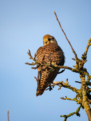 Turmfalke (Falco tinnunculus)