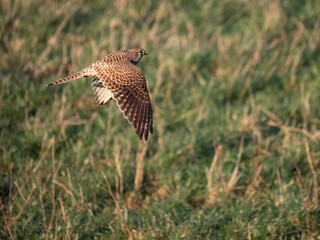Turmfalke (Falco tinnunculus)