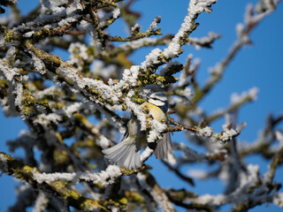 Blaumeise (Cyanistes caeruleu)