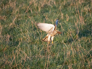 Turmfalke (Falco tinnunculus)
