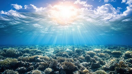 Fototapeta premium Pristine Underwater Environment with Natural Light