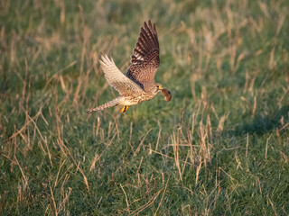 Fototapeta premium Turmfalke (Falco tinnunculus)