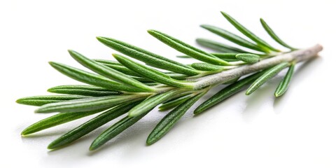 Fototapeta premium Fresh Rosemary Leaf Close-up Isolated on White Background, herbal spices, nature, herbal spices, nature, spice