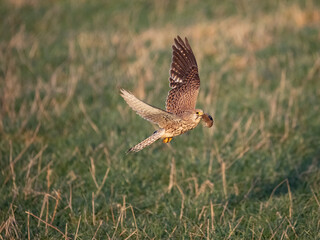 Turmfalke (Falco tinnunculus)