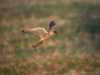 Turmfalke (Falco tinnunculus)
