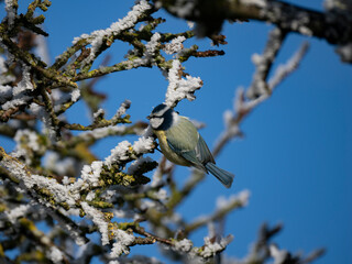 Blaumeise (Cyanistes caeruleu)