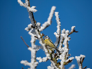 Blaumeise (Cyanistes caeruleu)