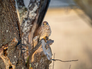 Turmfalke (Falco tinnunculus)