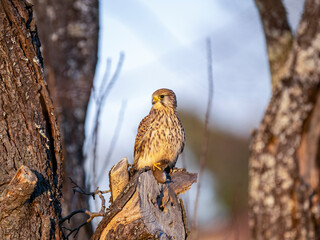 Turmfalke (Falco tinnunculus)