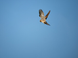 Turmfalke (Falco tinnunculus)