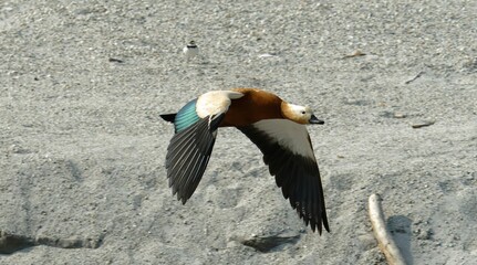 Ruddy shelduck flying