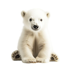Obraz premium Adorable Baby Polar Bear Cub on transparent background.