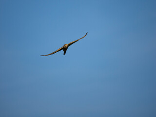 Turmfalke (Falco tinnunculus)