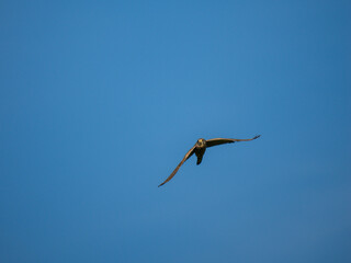 Turmfalke (Falco tinnunculus)