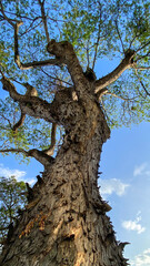 Giant trees seen from below with tree tops