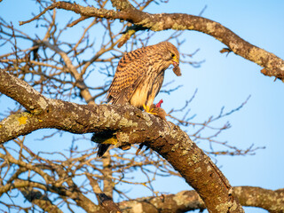 Turmfalke (Falco tinnunculus)