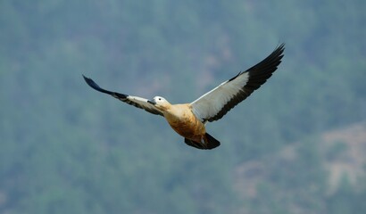 Ruddy shelduck flying