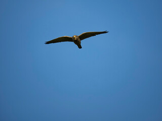 Turmfalke (Falco tinnunculus)