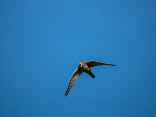 Obraz premium Turmfalke (Falco tinnunculus)