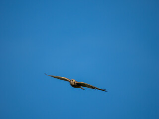 Turmfalke (Falco tinnunculus)