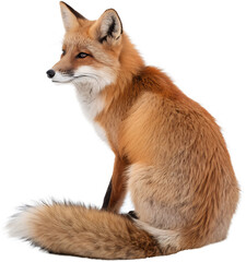 Fototapeta premium Red fox, Vulpes vulpes, sitting in front of isolated on transparent background