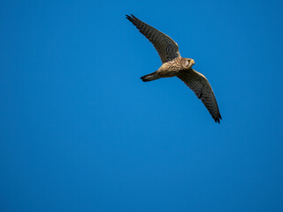 Turmfalke (Falco tinnunculus)