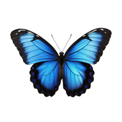 Fototapeta premium Blue Butterfly White Background on transparent background.