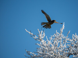 Turmfalke (Falco tinnunculus)